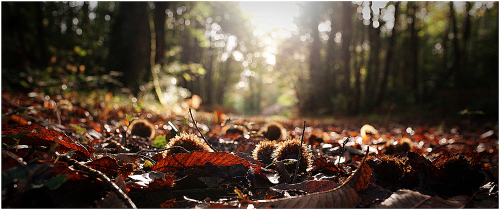 Perles d'automne