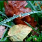 Perles d'automne