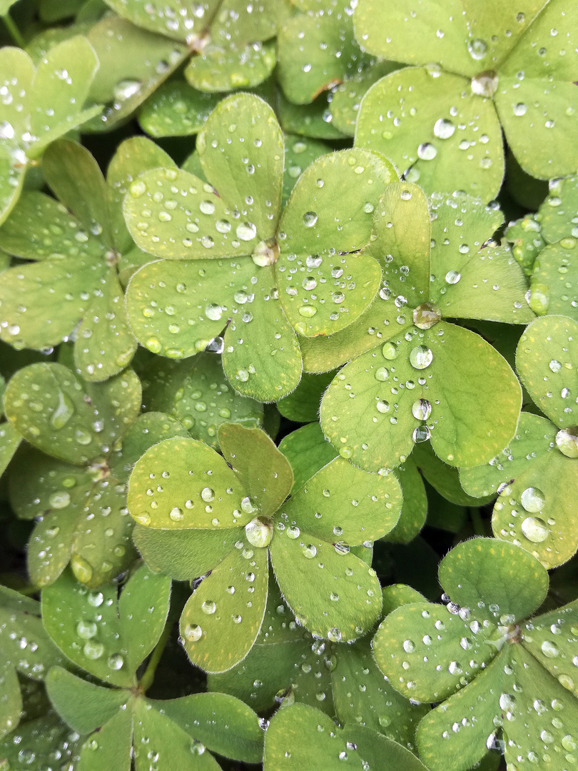 Perles de bonheur ...