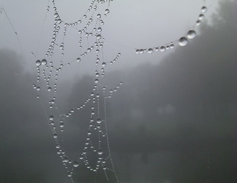 perles de brume