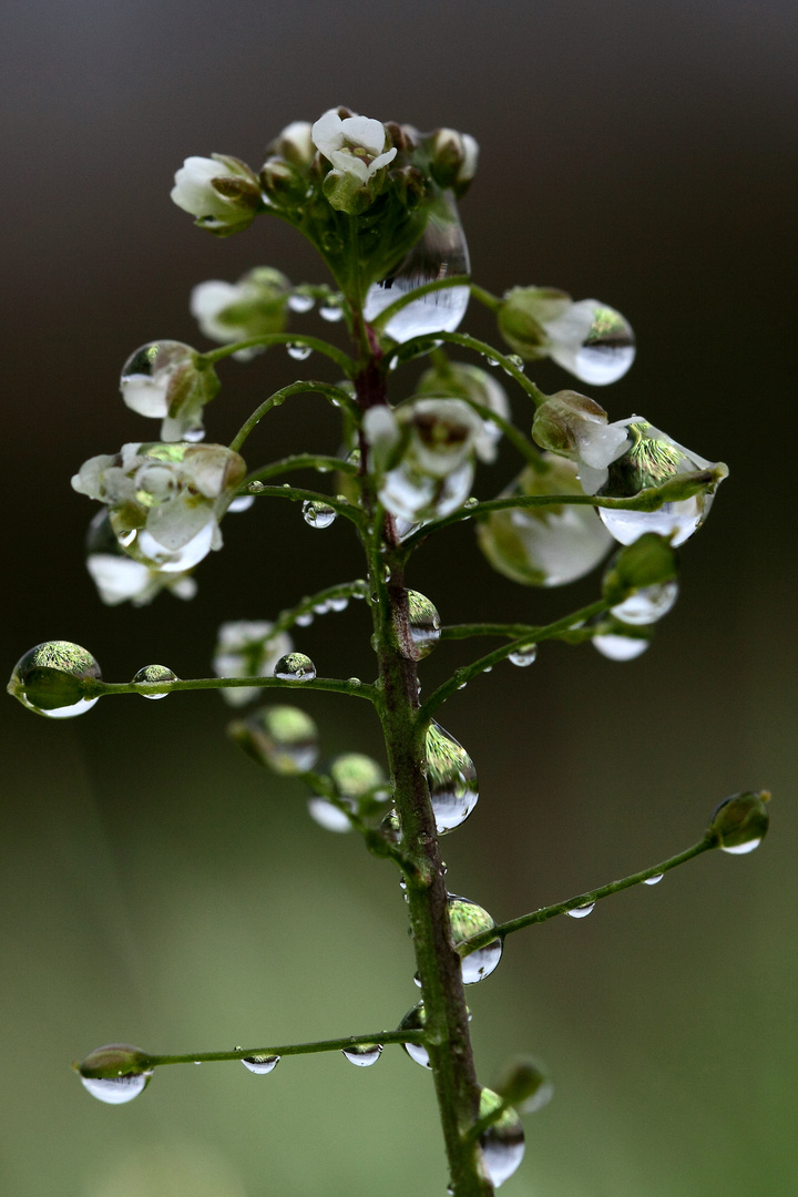 Perles de cristal