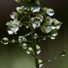 Perles de cristal