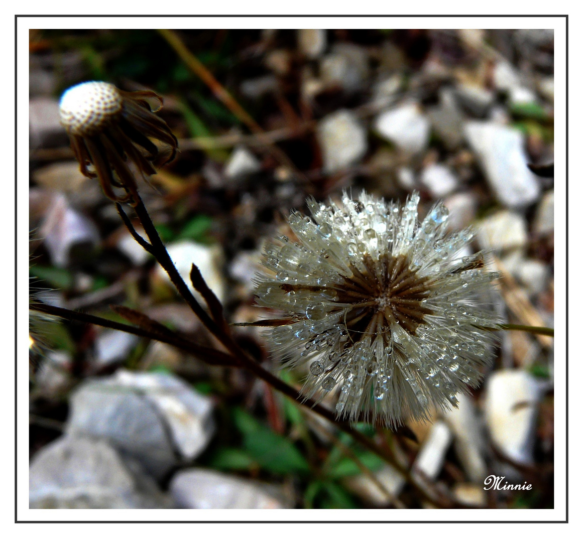 "Perles de cristal "