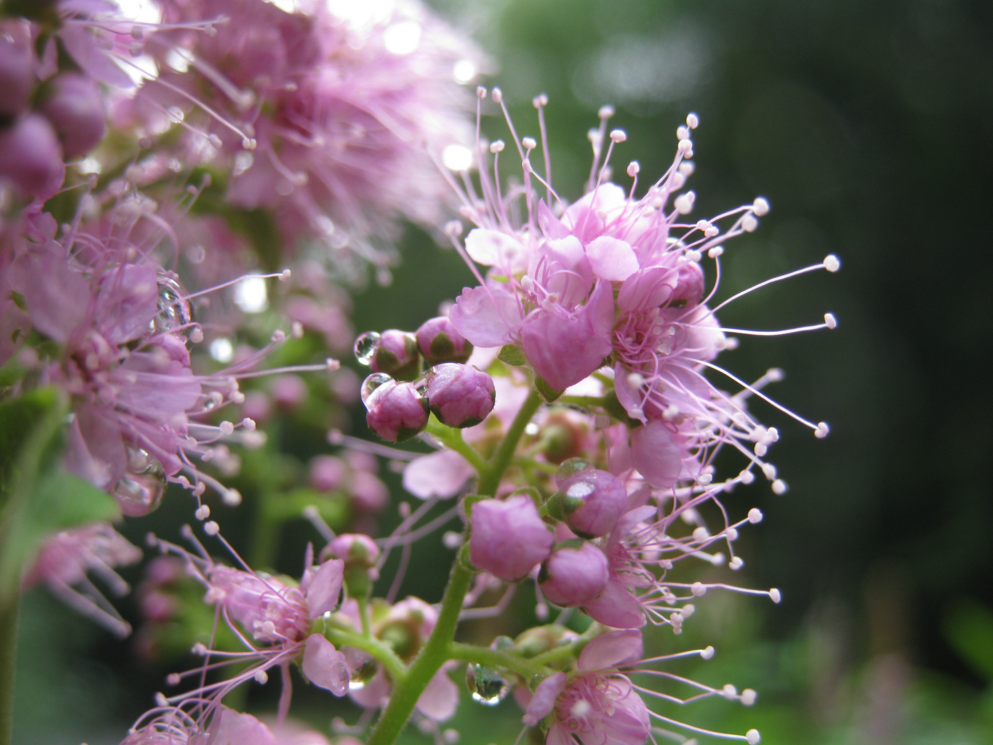 perles de fleur et perles d'eau