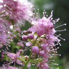 perles de fleur et perles d'eau