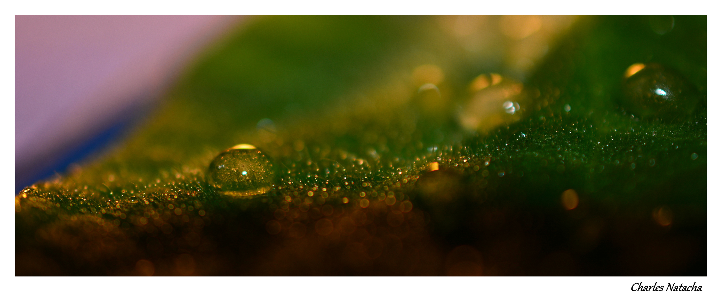 Perles de glace