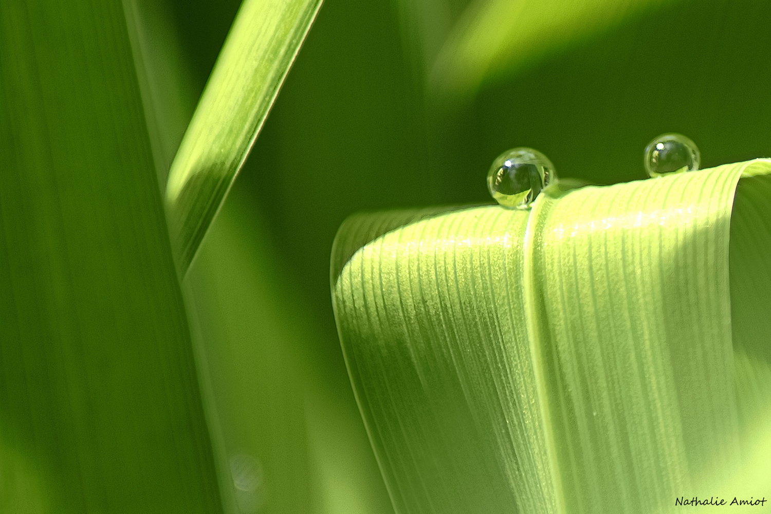 Perles de pluie