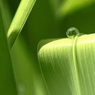 Perles de pluie