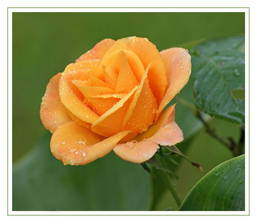 perles de pluie