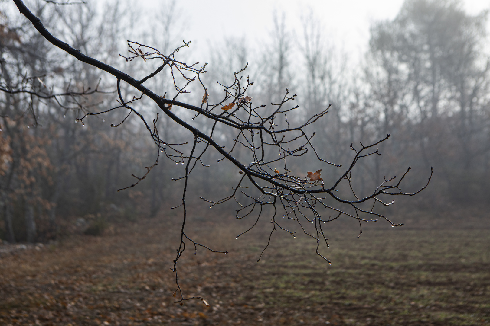 Perles de pluie