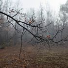 Perles de pluie