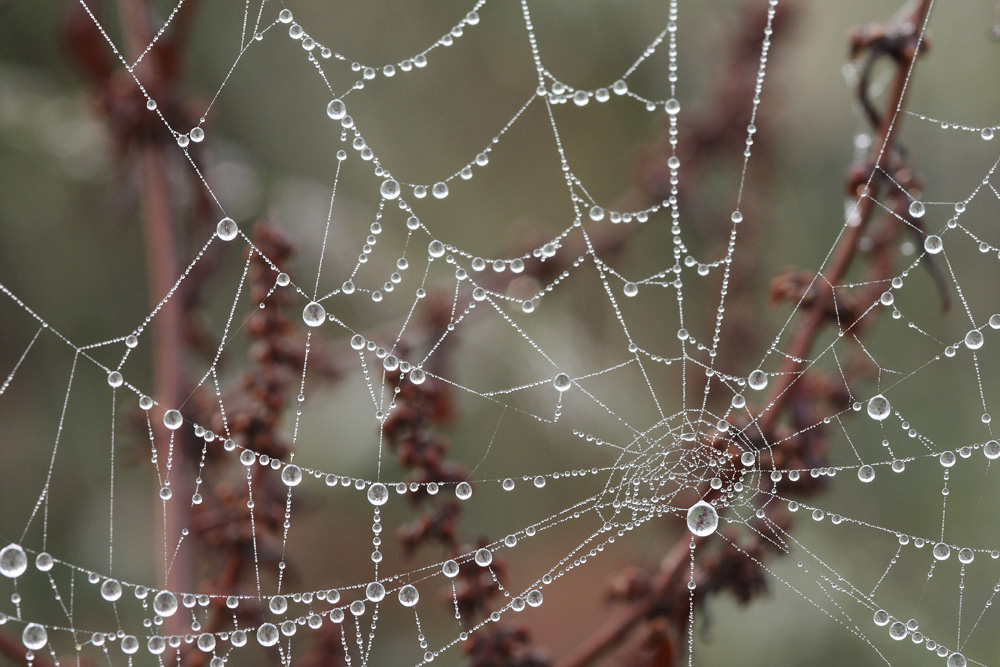 perles de pluie !!!