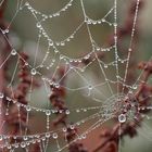 perles de pluie !!!