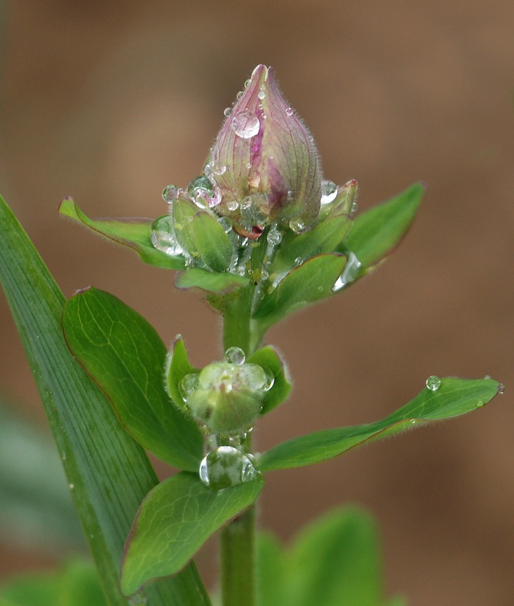 Perles de pluie