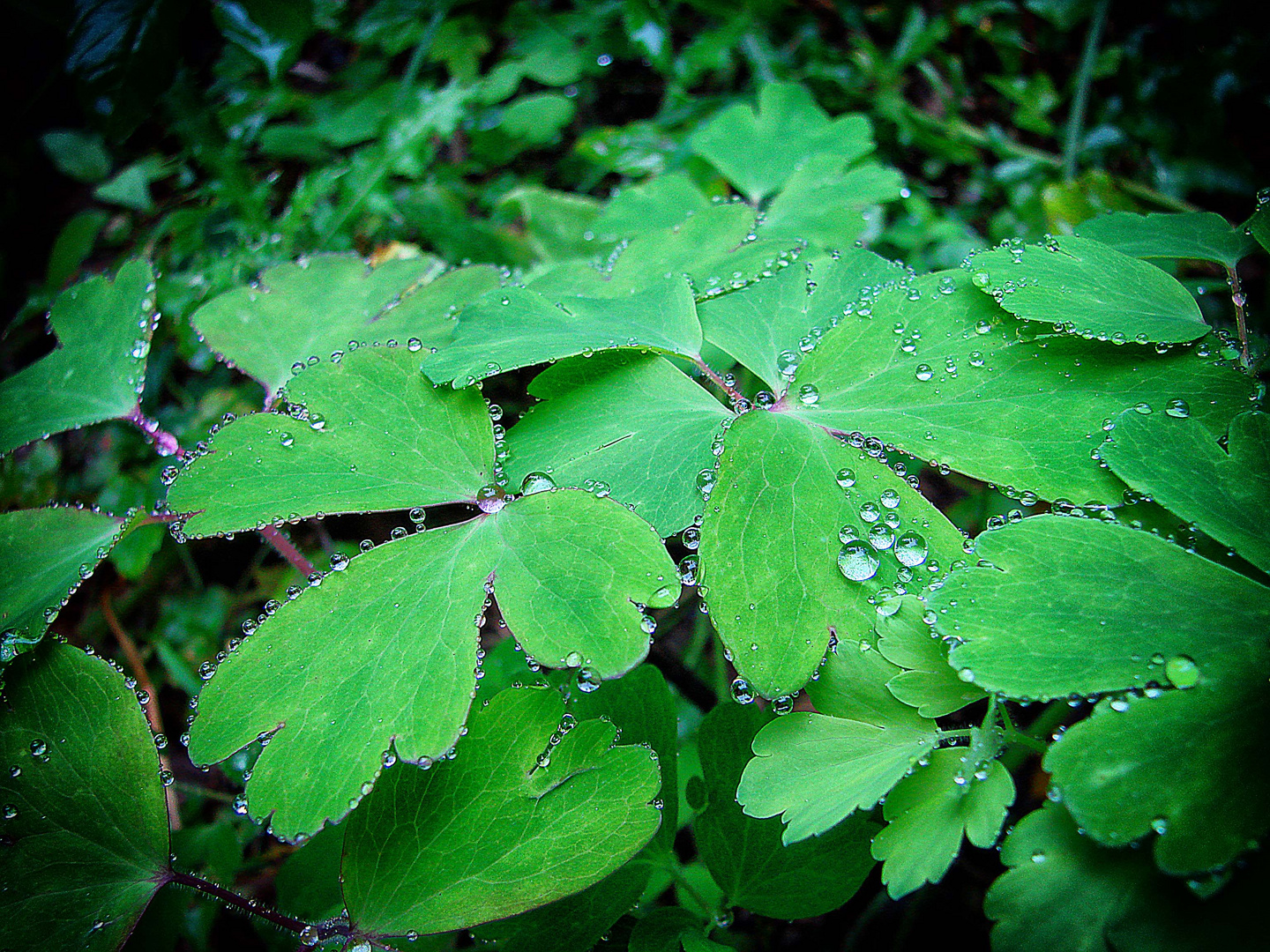 Perles de pluie 