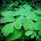 Perles de pluie 