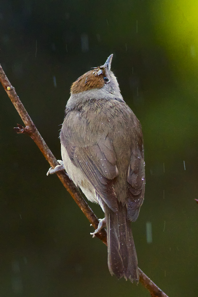 Perles de pluie,