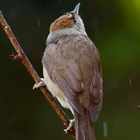 Perles de pluie,