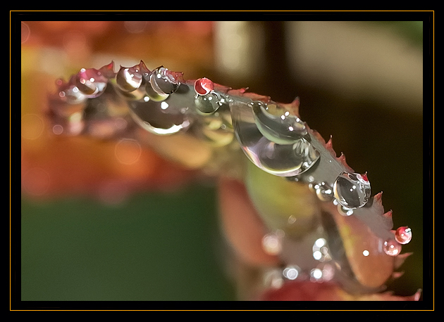 Perles de pluie de jjloulou 