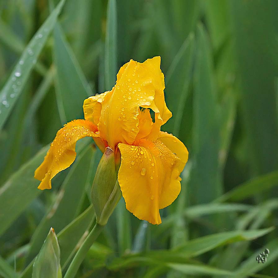 Perles de pluie