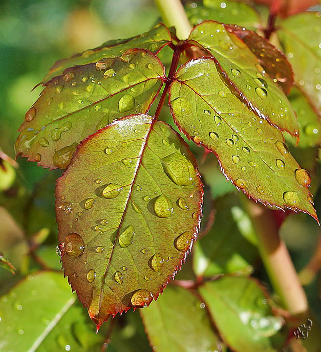 Perles de pluie