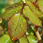 Perles de pluie