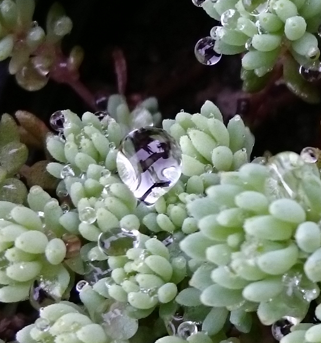 perles de pluie