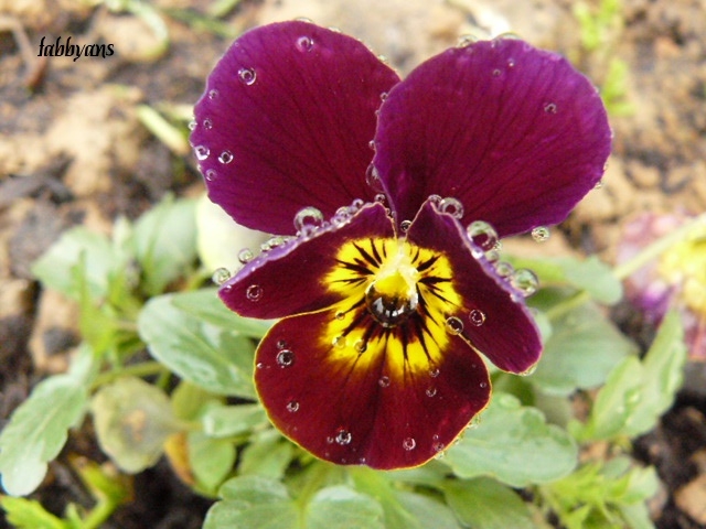 perles de pluie