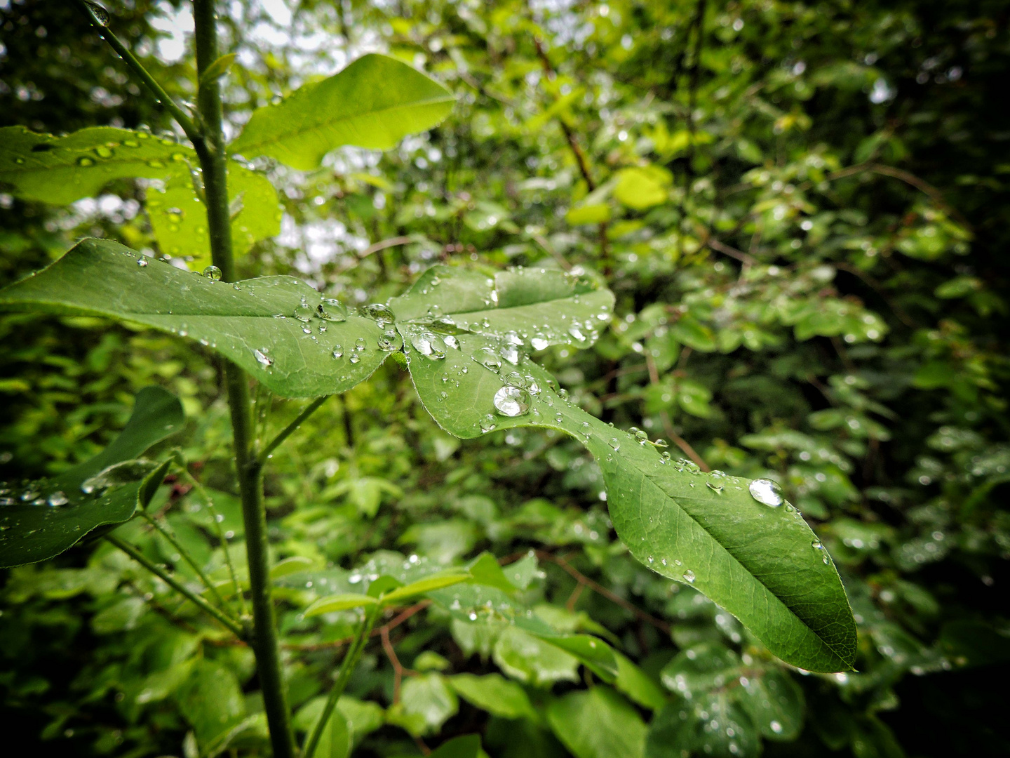 Perles de pluie