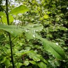 Perles de pluie