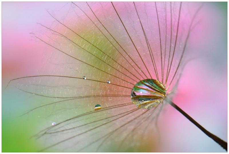 Perles de pluie.