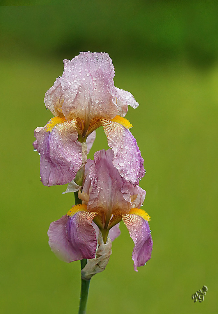 Perles de pluie sur mon Iris