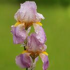 Perles de pluie sur mon Iris