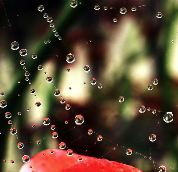 Perles de Rose