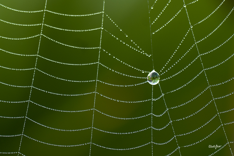 Perles de rosée