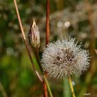 Perles de rosée