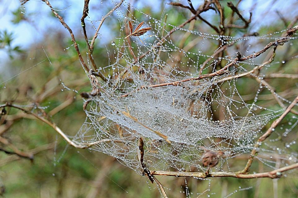 perles de rosée