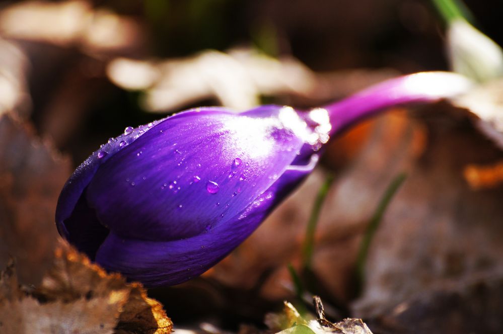 perles de rosée