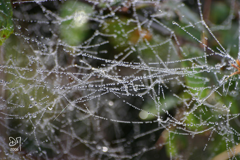 Perles de rosée