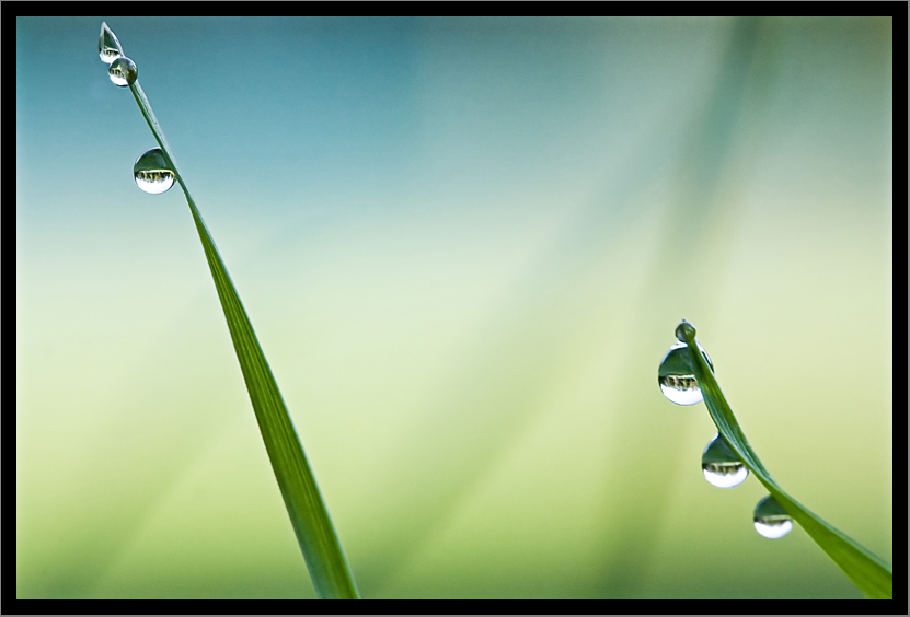 Perles de rosée