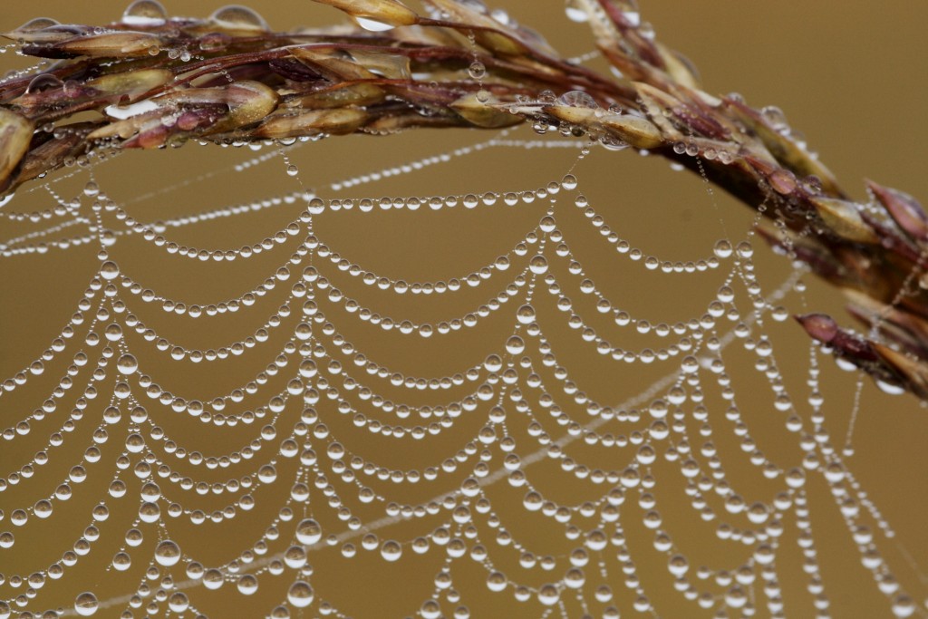 perles de rosée !