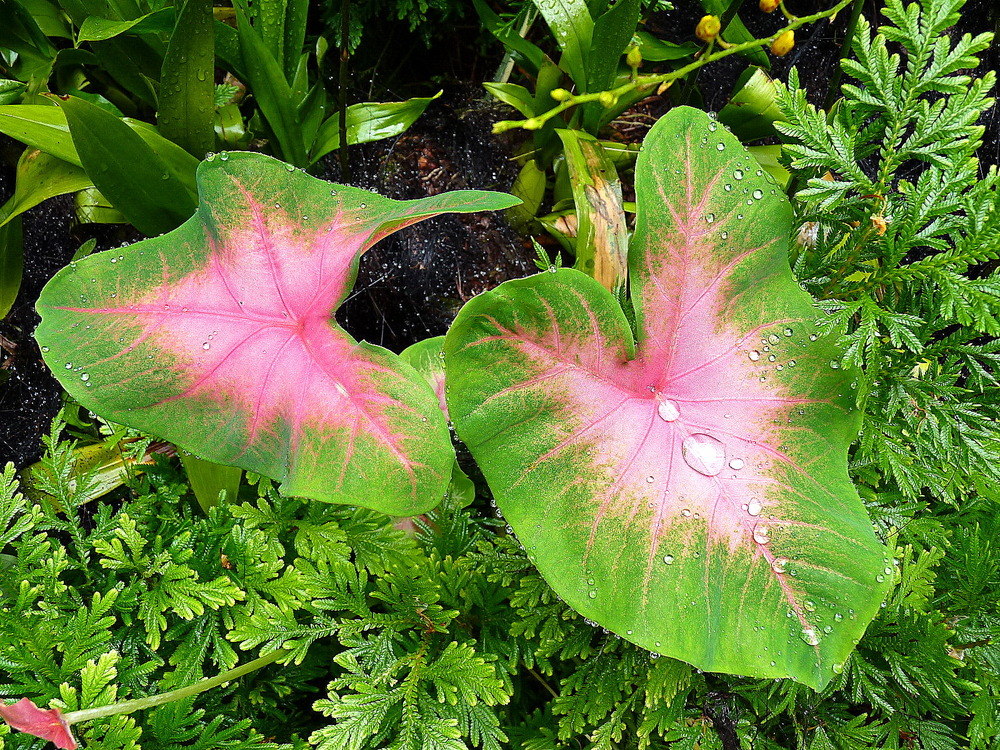 Perles de rosée