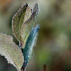 perles de rosée !!