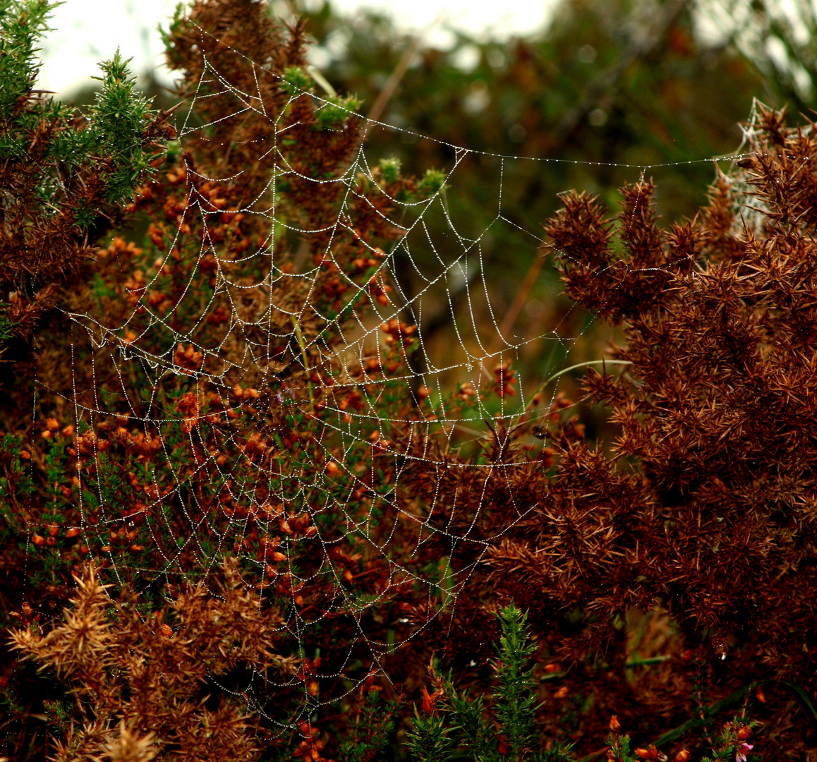 perles de rosée