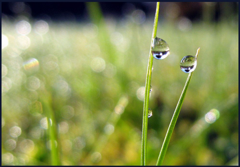 Perles de rosée, miroir du ciel