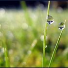 Perles de rosée, miroir du ciel