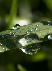 Perles de rosée, perles de jour...