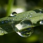 Perles de rosée, perles de jour...