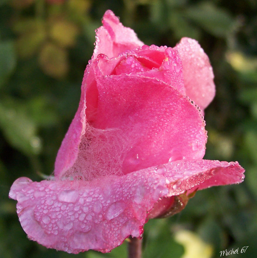 Perles de roses