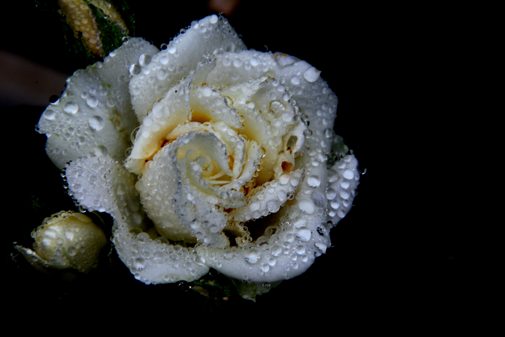 Perles de roses